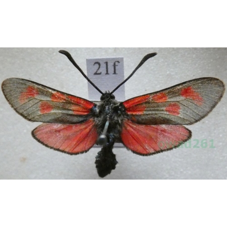 Zygaena filipendulae (Linnaeus, 1758) Kraśnik sześcioplamek Czech21f